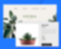 Online Store for Plants, Aloe Vera